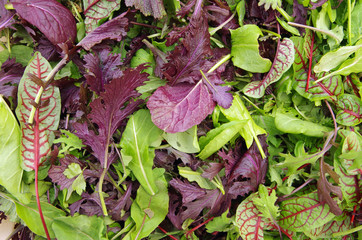 Raw field greens healthy salad mix