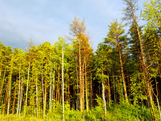 trees in forest