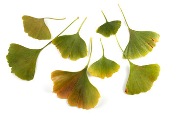 Sticker - Autumn ginkgo leaves isolated on white