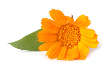 Calendula isolated on white