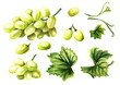 © dariaustiugova - Green sultana grapes with green leaves set, Hand drawn watercolor horizontal  illustration isolated on white background
