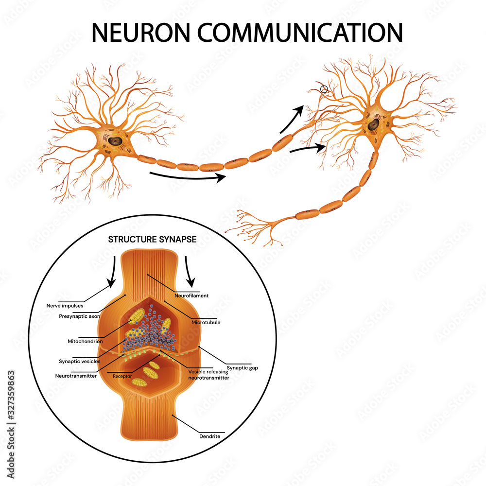 Neuron communication. Transmission of the nerve signal between two ...