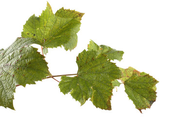 Sticker - Autumn grape leaves