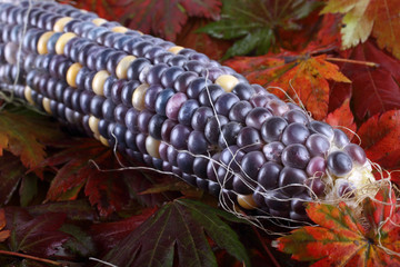 Sticker - Colorful corn on autumn leaves. Harvest