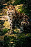 Fototapeta Sypialnia - Sri Lanka Leopard im Burger's Zoo in Arnheim, Niederlande