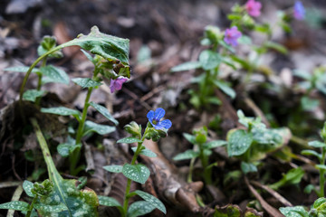 Nature OutdoorBlüte Pflanze