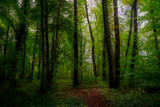 Fototapeta  - woodland