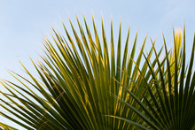 Washingtonia Filifera, Also Known As Desert Fan Palm, California Fan Palm And Petticoat Palm. Green Fan-shaped Leaf Of A Tropical Plant.