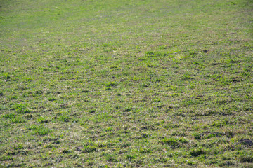 Green grass, meadow, natural field background