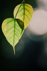 Wall Mural - Green Bo leaf with Sunlight  in the morning, Bo tree  representing Buddhism in thailand.