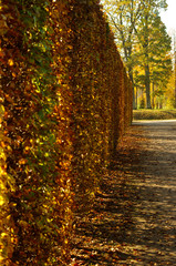 Wall Mural - Autumn in a beautiful park, colorful leaf wall