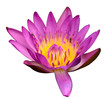 Pink lotus  with white background