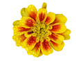 Dense droplets on French marigold flower