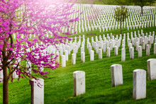 Many Tombs In Rows, Graves On Military Arlington Cemetery And Blooming Spring Cherry Tree With Flowers