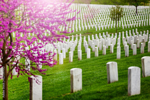 Many tombs in rows, graves on military Arlington cemetery and blooming spring cherry tree with flowers