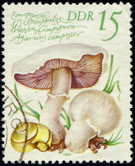 Wall Mural - DDR - CIRCA 1980: stamp printed in GDR (German Democratic Republic) shows mushroom Agaricus campestris, circa 1980