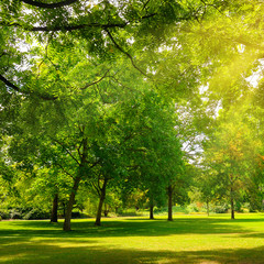 Cozy summer park with extensive lawns.