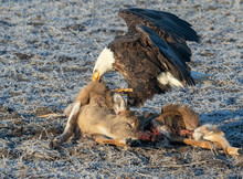 Bald Eagle (Haliaeetus Leucocephalus) Scavenging On A Roadkilled Deer, Iowa, USA.