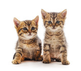 Fototapeta Pokój dzieciecy - Two beautiful cats.
