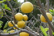 Cocktail grapefruits on tree