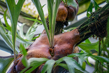 Detail Of A Staghorn Fern