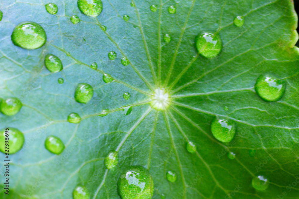 Water droplets on the green leaves