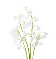 Poster - Four flowers of  Lily of the Valley isolated on white background.