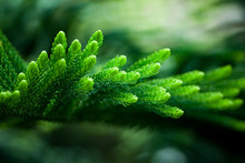 Close Up Of A Green Plant