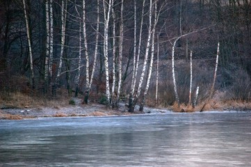 Canvas Print - forest