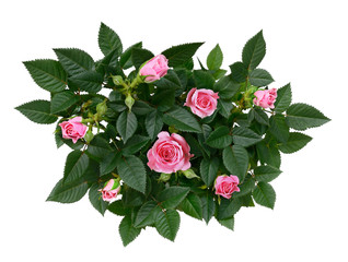 Bush of pink rose flowers