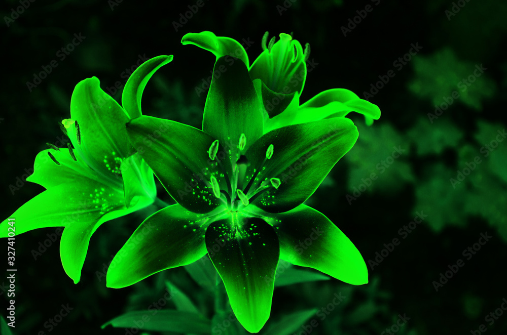 blue lilies flower Nymphaea caerulea | Blue Egyptian Lotus | Sacred Water Lily