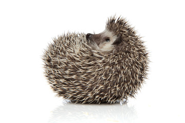 Wall Mural - african hedgehog with spiky fur rolling on back happy