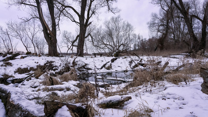 Wall Mural - Winter landscape with trees under snow on the river Bank