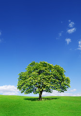 Wall Mural - idyllic landscape, lonely tree among green fields