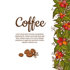 Wall Mural - Vector coffee plants color banners. Design templates for advertising