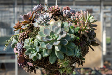 A Decorative Ball Or Round Planter Covered With Succulents Growing In The Sunshine. A Garden Project Or Decorating Idea For Sale In A Garden Center Or Greenhouse.