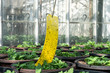 A bright yellow glue trap hangs above pots of young flowers, in a commercial greenhouse. The sticky trap is used to monitor insect levels in the facility