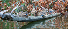 Several Mallard Ducks With Blue Wing Bars Resting On A Fallen Log Over The Water.