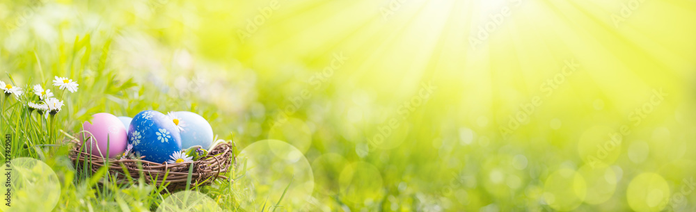 Nest with easter eggs in grass on a sunny spring day  -  Easter decoration, banner, panorama, background - obrazy, fototapety, plakaty 