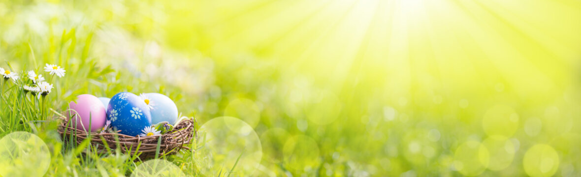 Fototapete - Nest with easter eggs in grass on a sunny spring day  -  Easter decoration, banner, panorama, background