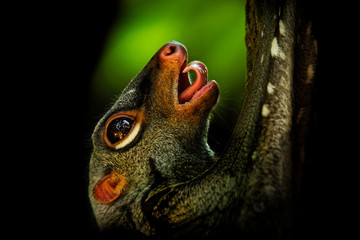 Wall Mural - sunda flying lemur - galeopterus variegatus or sunda colugo or malayan flying lemur or malayan colug