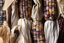 High Angle Closeup Shot Of A Group Of Flint Corn Cobs With Husks