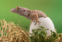 Portrait Of A Tokay Gecko Hatchling, Indonesia