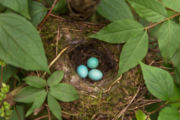 Wall Mural - Three blue eggs of the thrush in the nest on a tree branch in green leaves