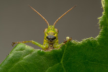 Close-up Of A Grasshopper On A Leaf, Indonesia