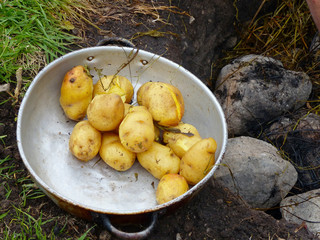 Potatoes cooked underground on heated stones covered with grass and banana leaves. It is one of ingredients of ritual and traditional food of indigenous people of the Andes called Pachamanca. Ecuador