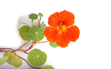 Wall Mural - Growing nasturtium isolated on white