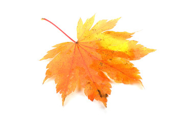 autumn maple leaf