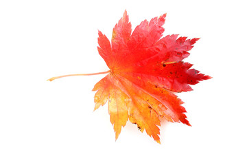 autumn maple leaf