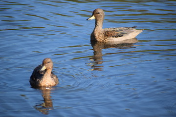 Aves Silvestres